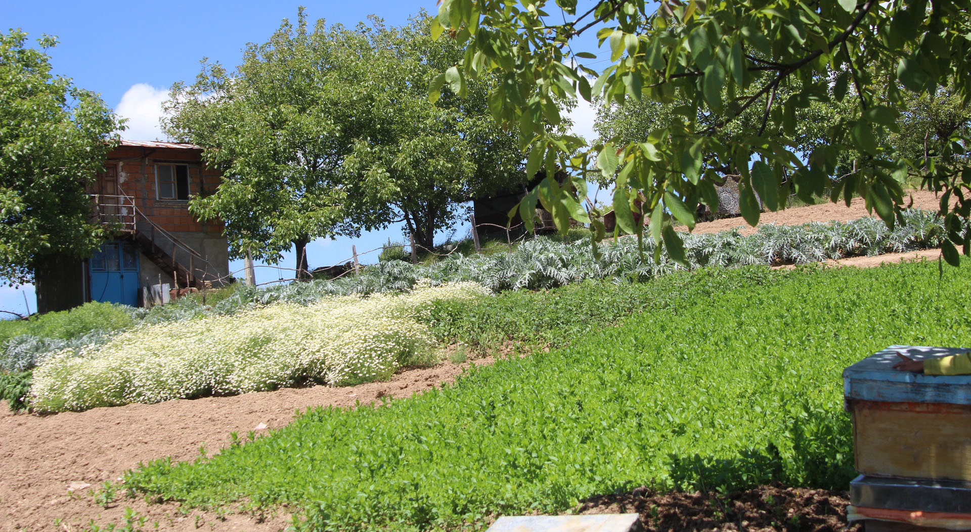 خانه باغ اوارد